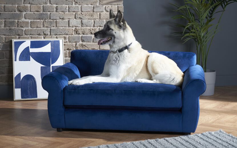 Hoxton Velvet Dog Sofa | Hoxton Sofa Range | ScS